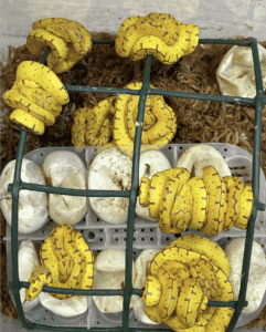 Morelia viridis clutch