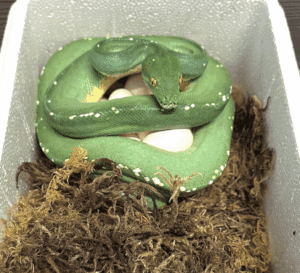 Morelia viridis clutch