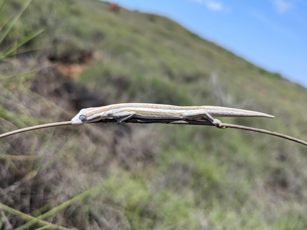 Strophurus jeannae
