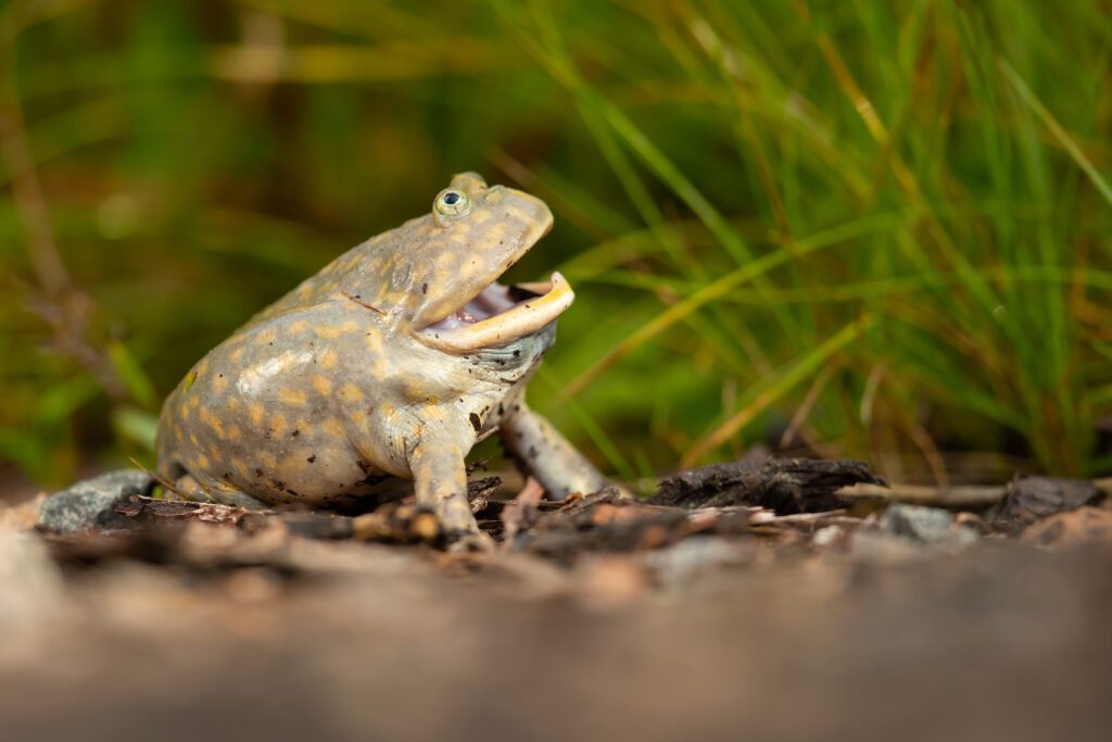 Species Spotlight Budgett’s Frog