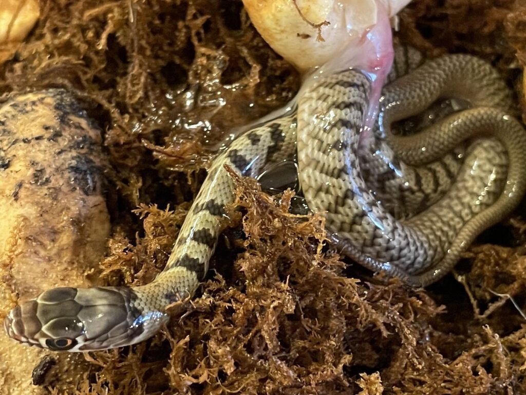 hatchling coachwhip (Masticophis flagellum)