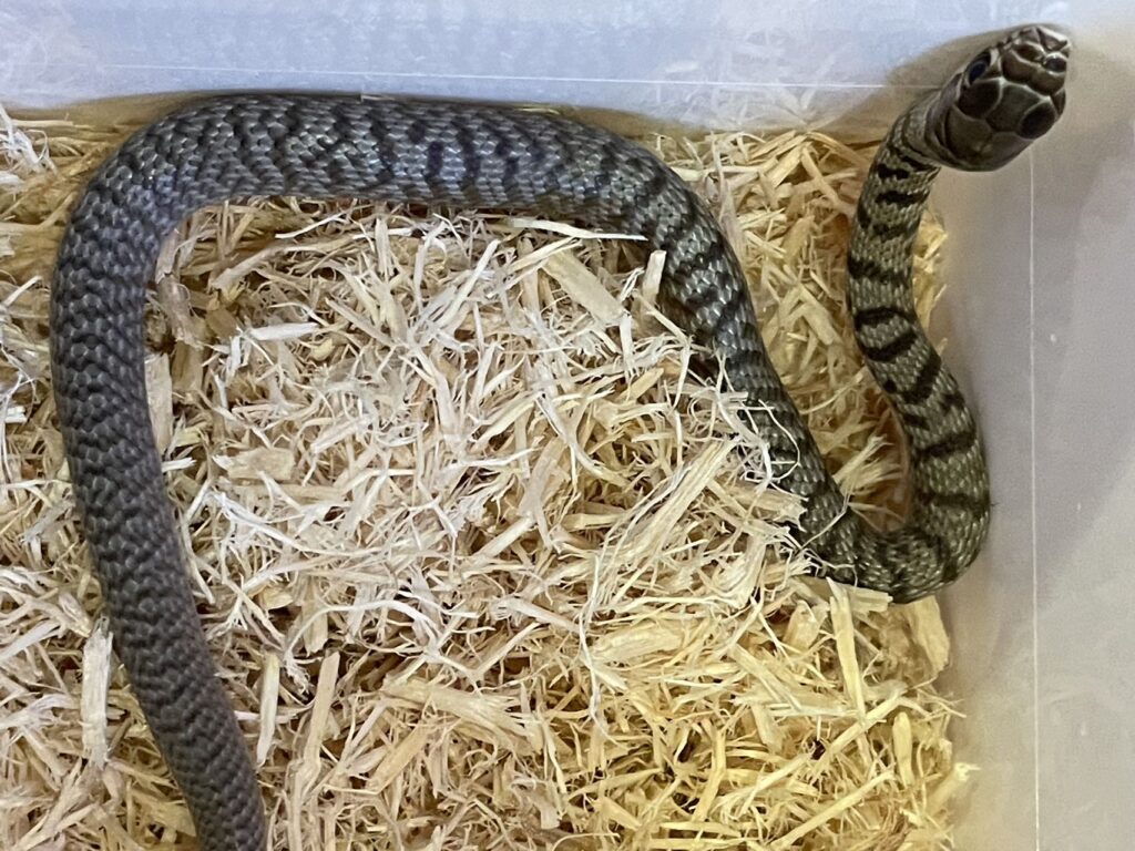 Newly hatched coachwhip (Masticophis flagellum)