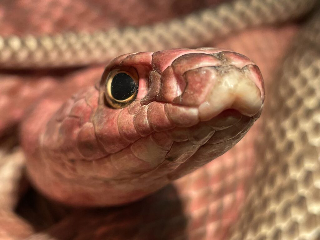Western Coachwhip (Masticophis flagellum).