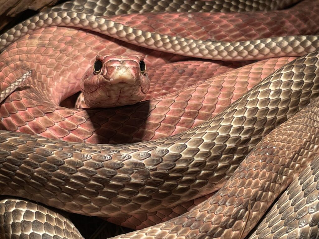 One of the author's Western Coachwhips (Masticophis flagellum)