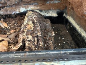 Water section for red-eyed crocodile skinks