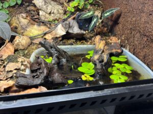 Water section for red-eyed crocodile skinks