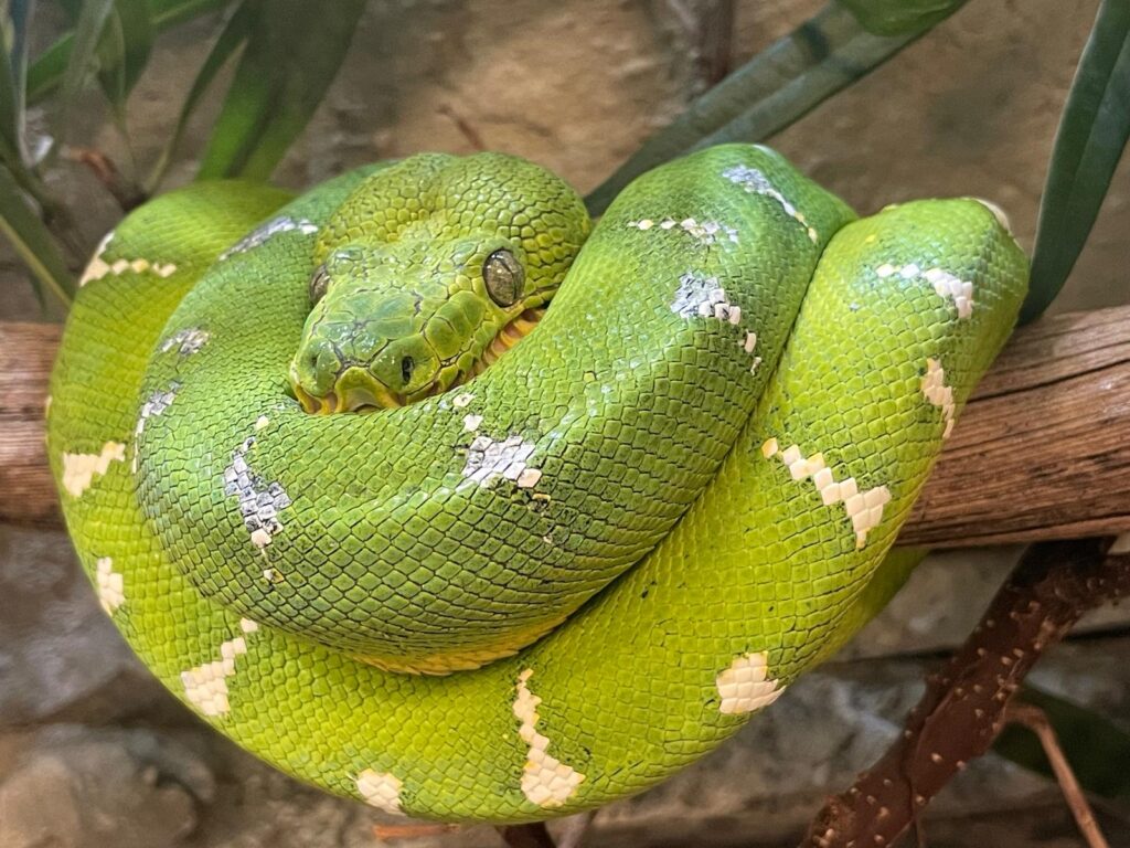 Emerald tree boa (Corallus caninus) taken at Crocodiles of the World