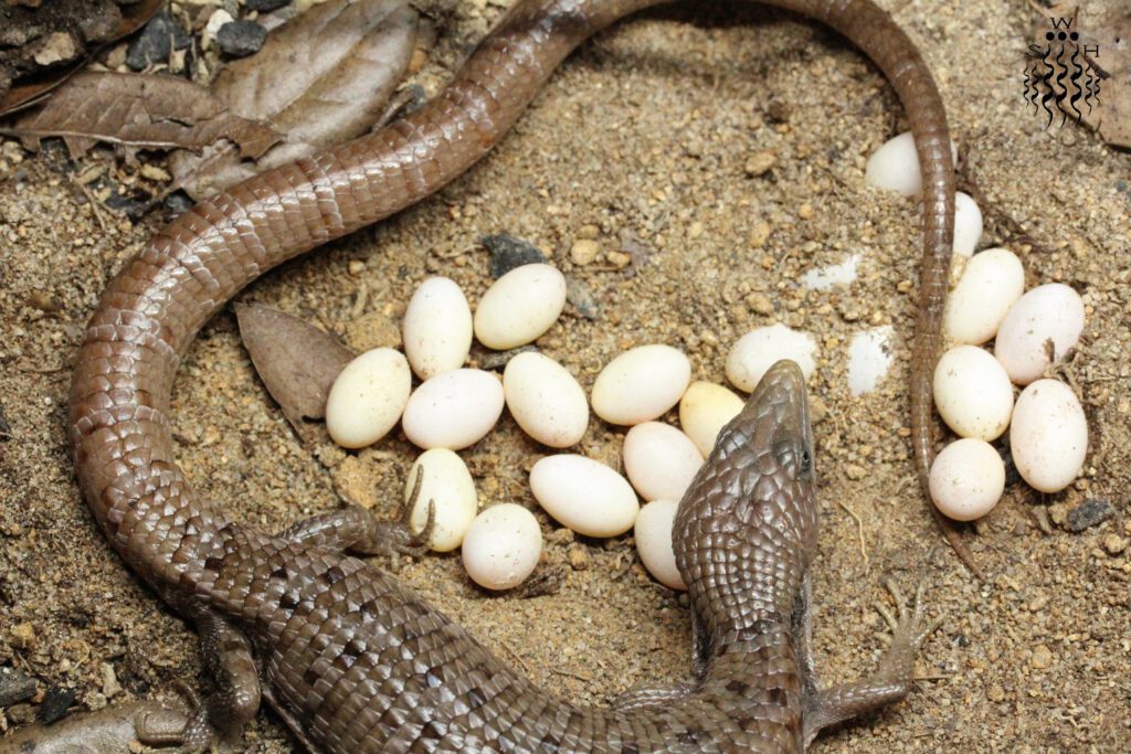 Gerrhonotus infernalis with eggs