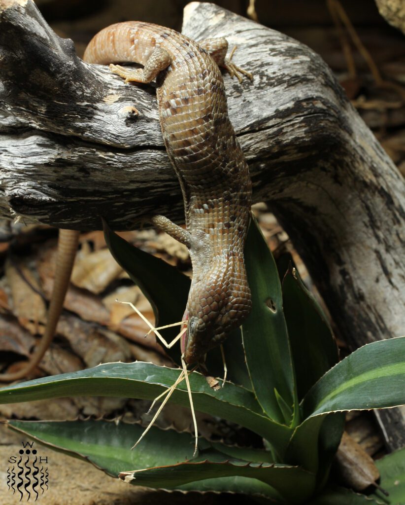 Alligator lizard eats a phasmid