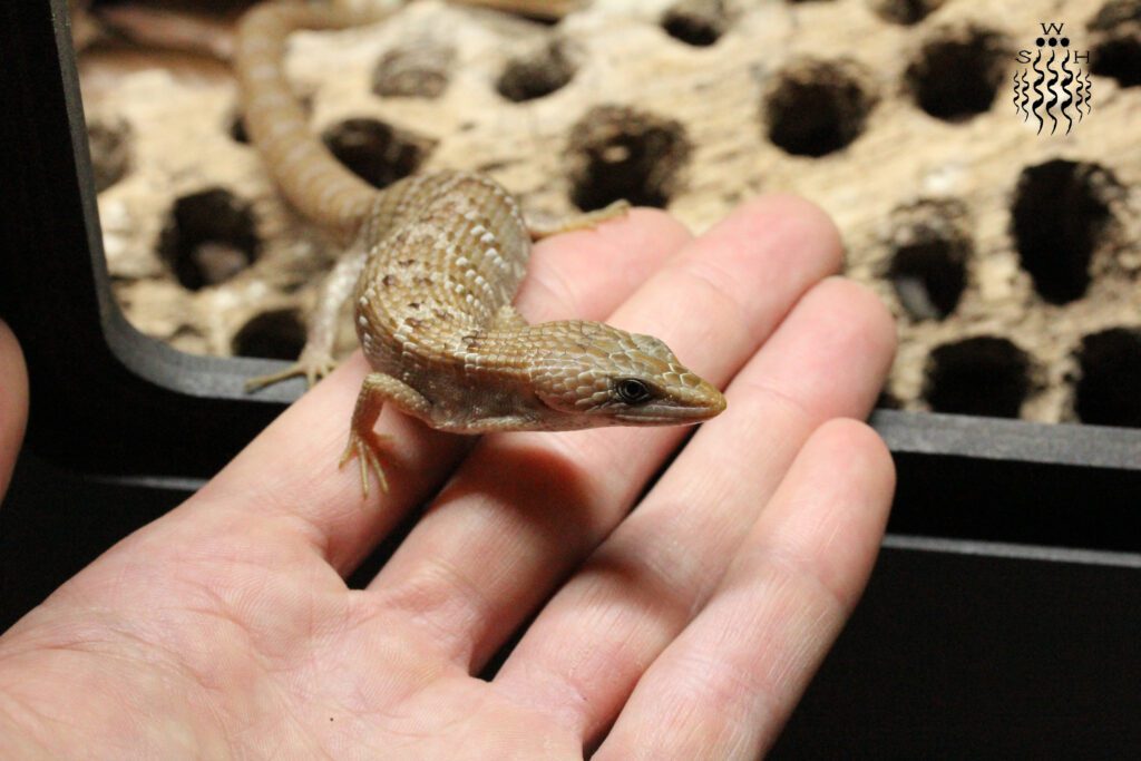 Texas Alligator Lizard on the authors hand