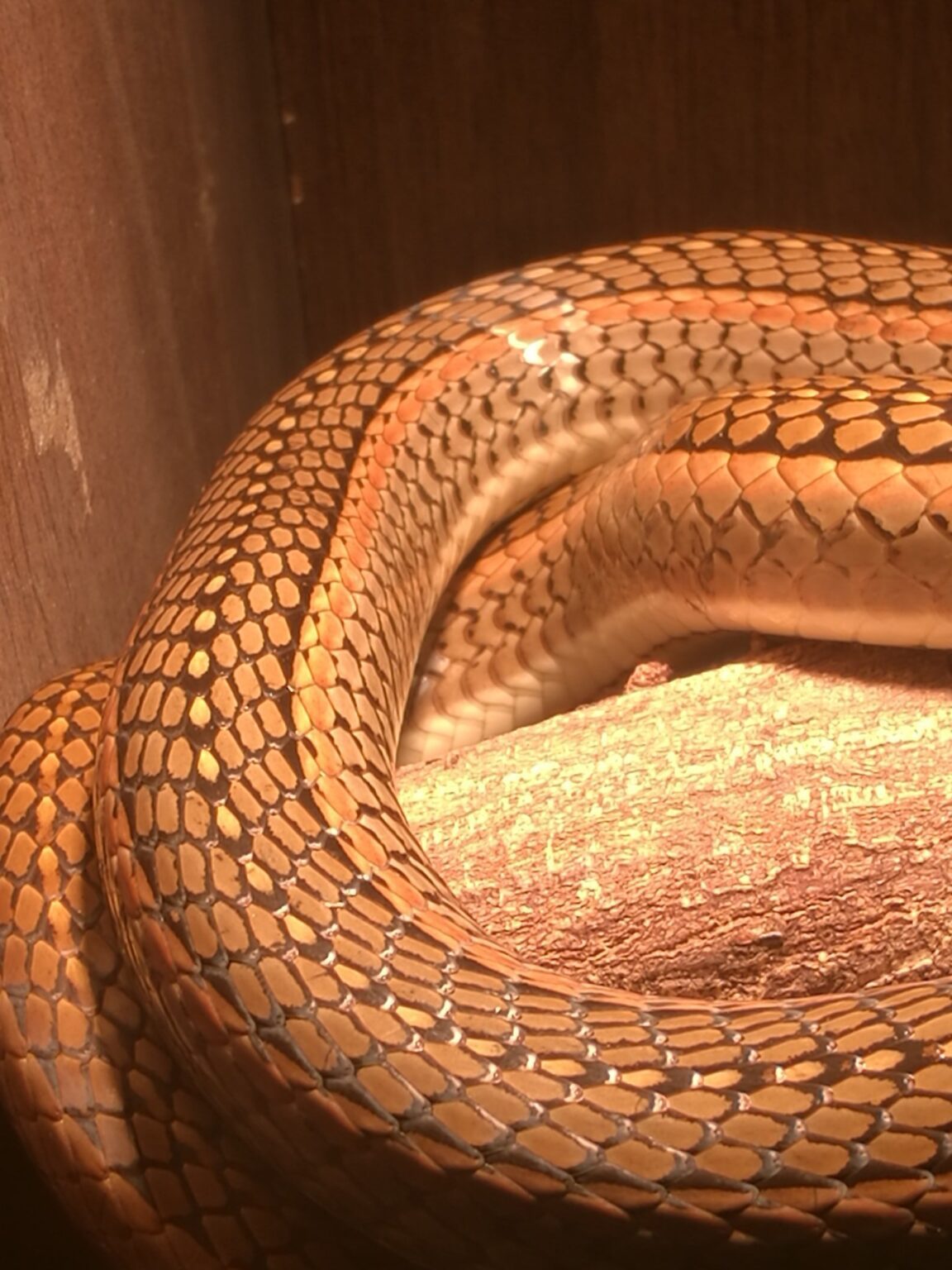 Captive Breeding and Husbandry of Hissing Sand Snakes