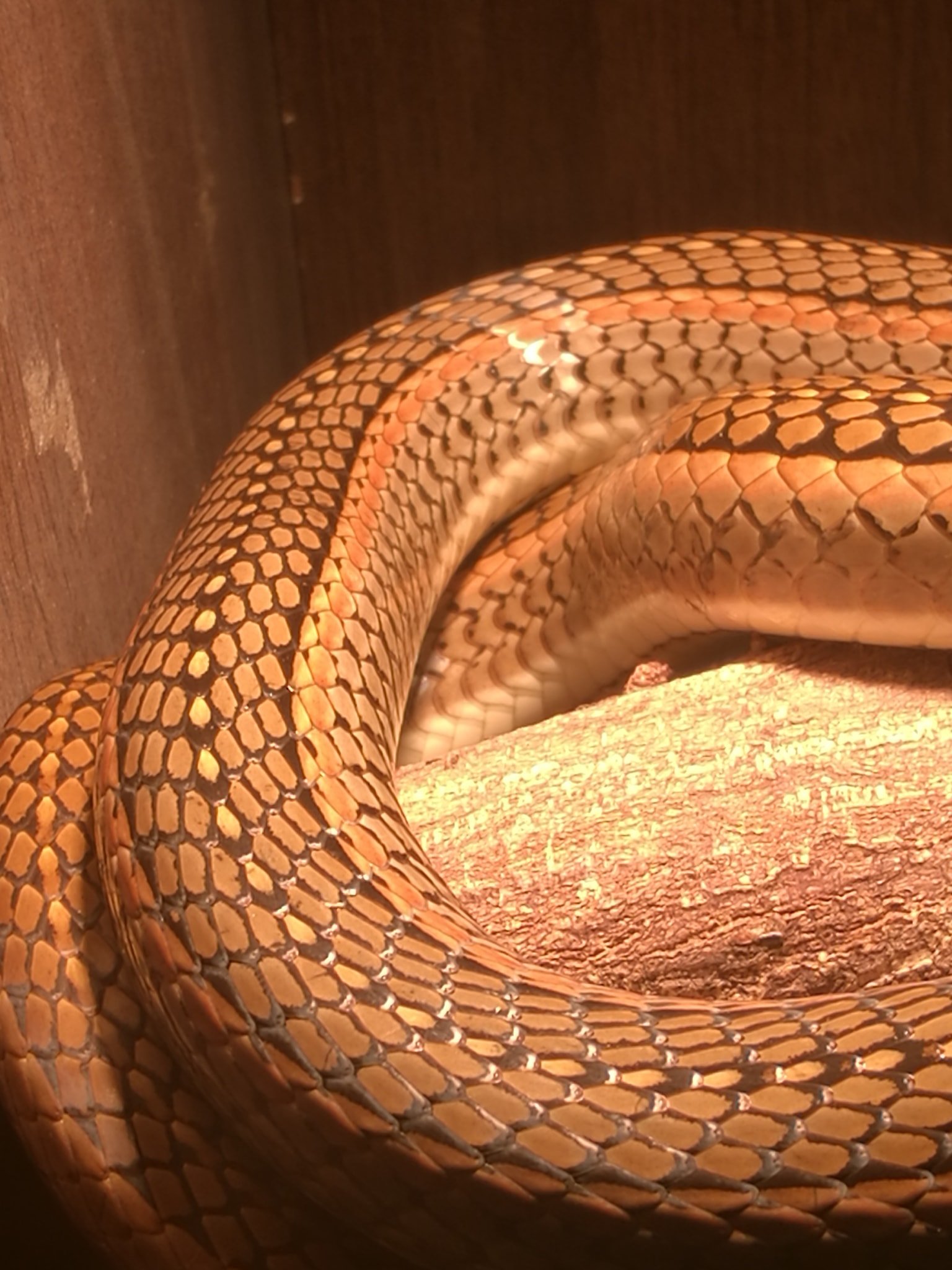 Picture of Captive Breeding and Husbandry of Hissing Sand Snakes