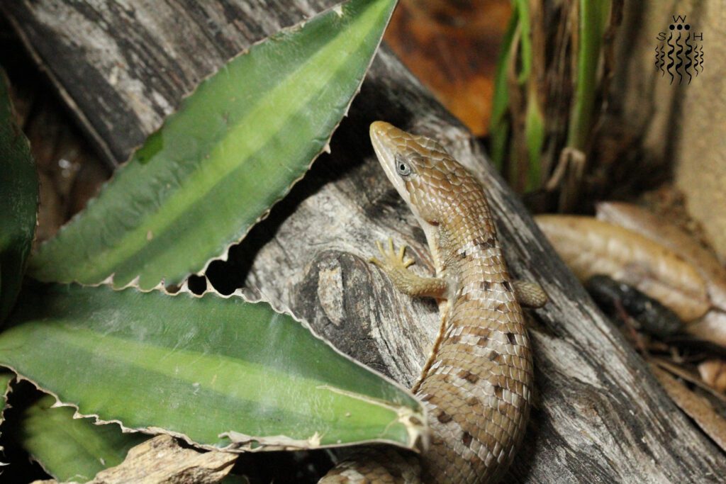 Gerrhonotus infernalis