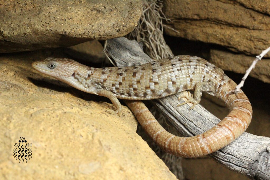 Gerrhonotus infernalis