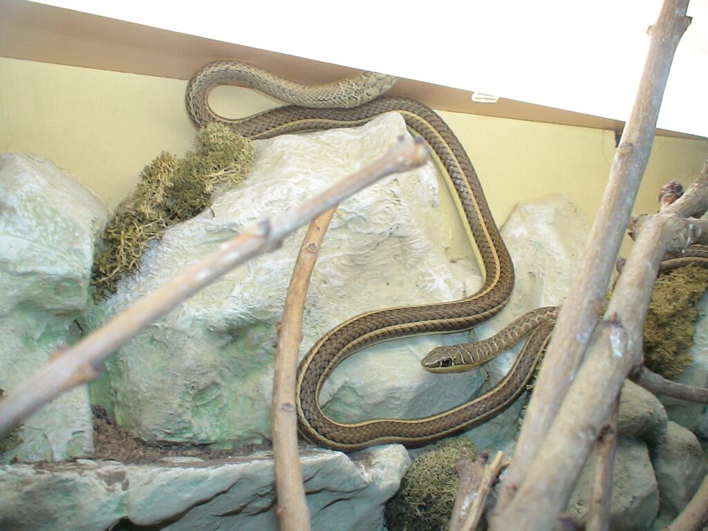 Psammophis sibilans in an enclosure