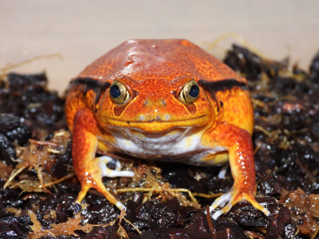 A large female Dyscophus guineti