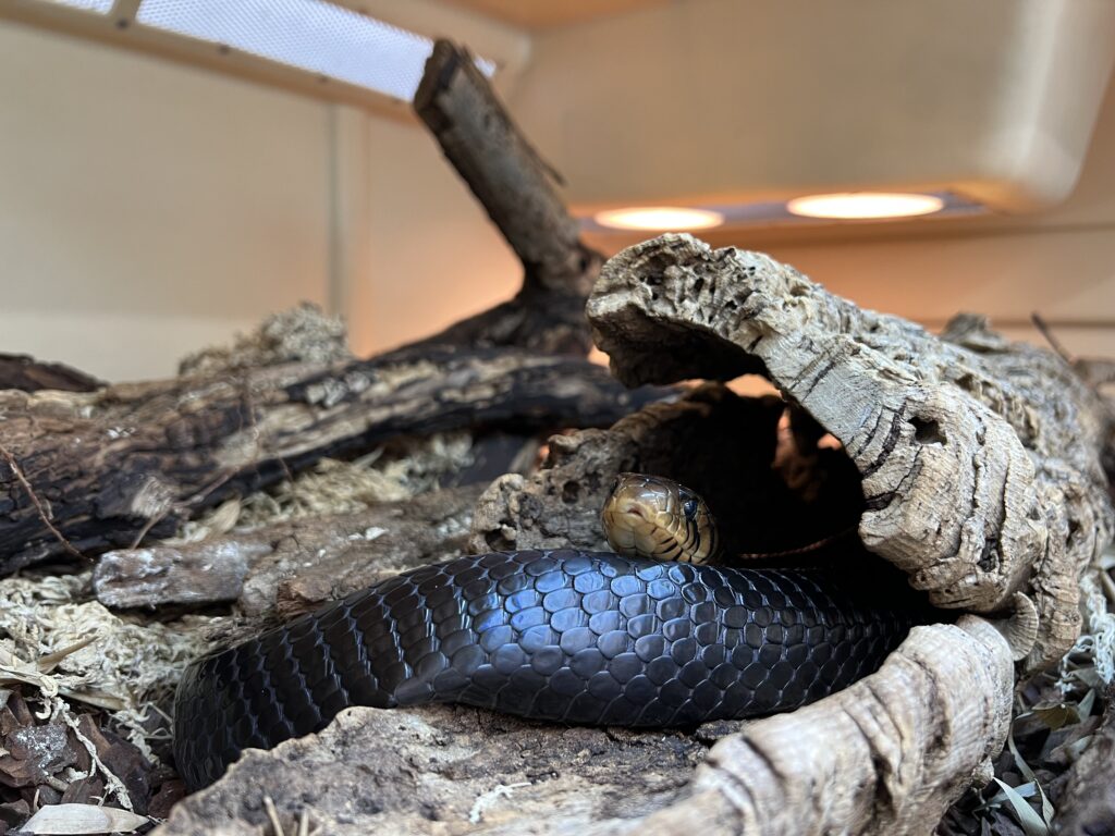 An adult indigo snake in captivity