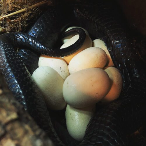 Snake Lock Breeding Captive Breeding the Eastern Indigo Snake (Drymarchon couperi)