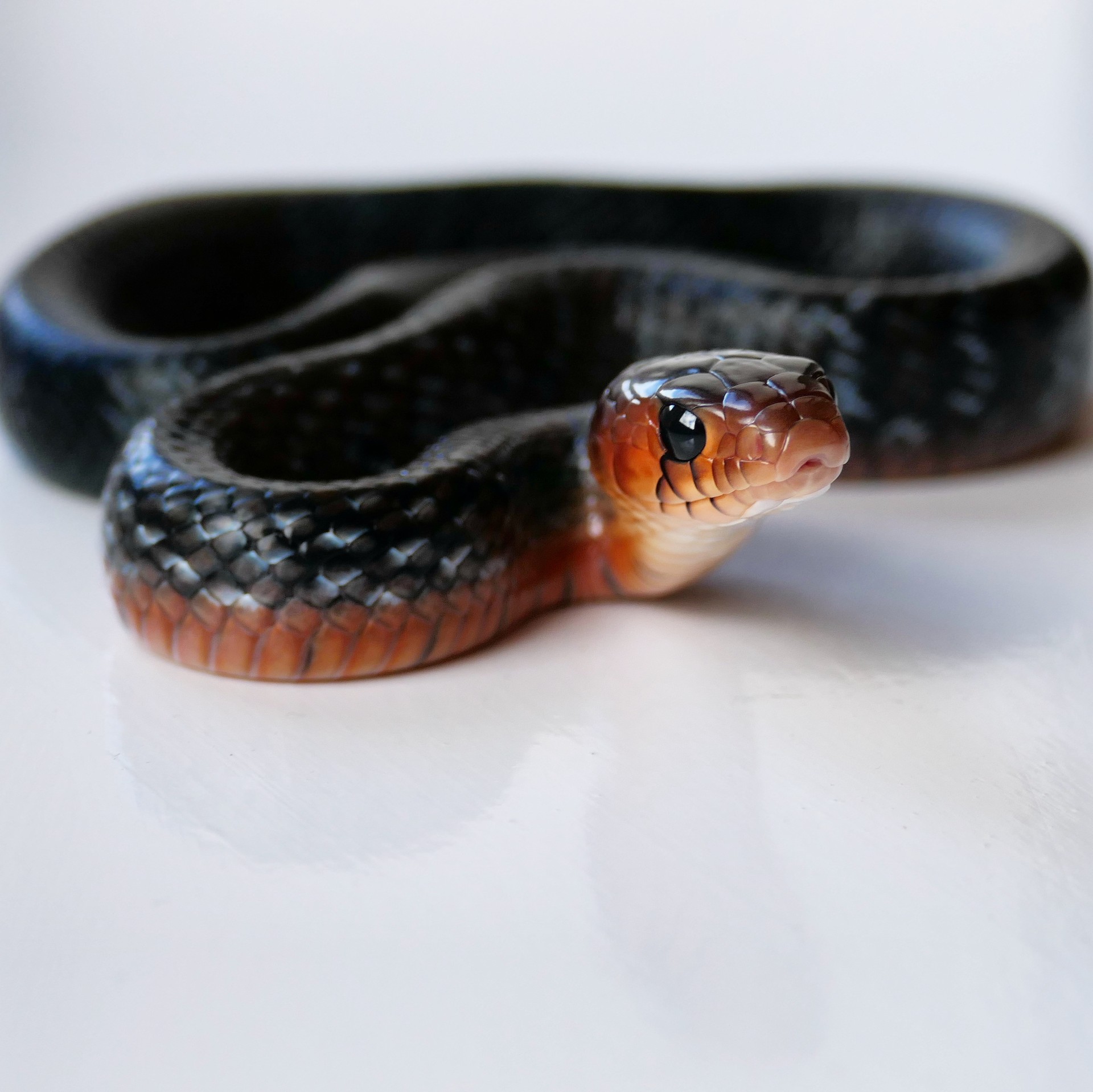 A hatchling Drymarchon couperi
