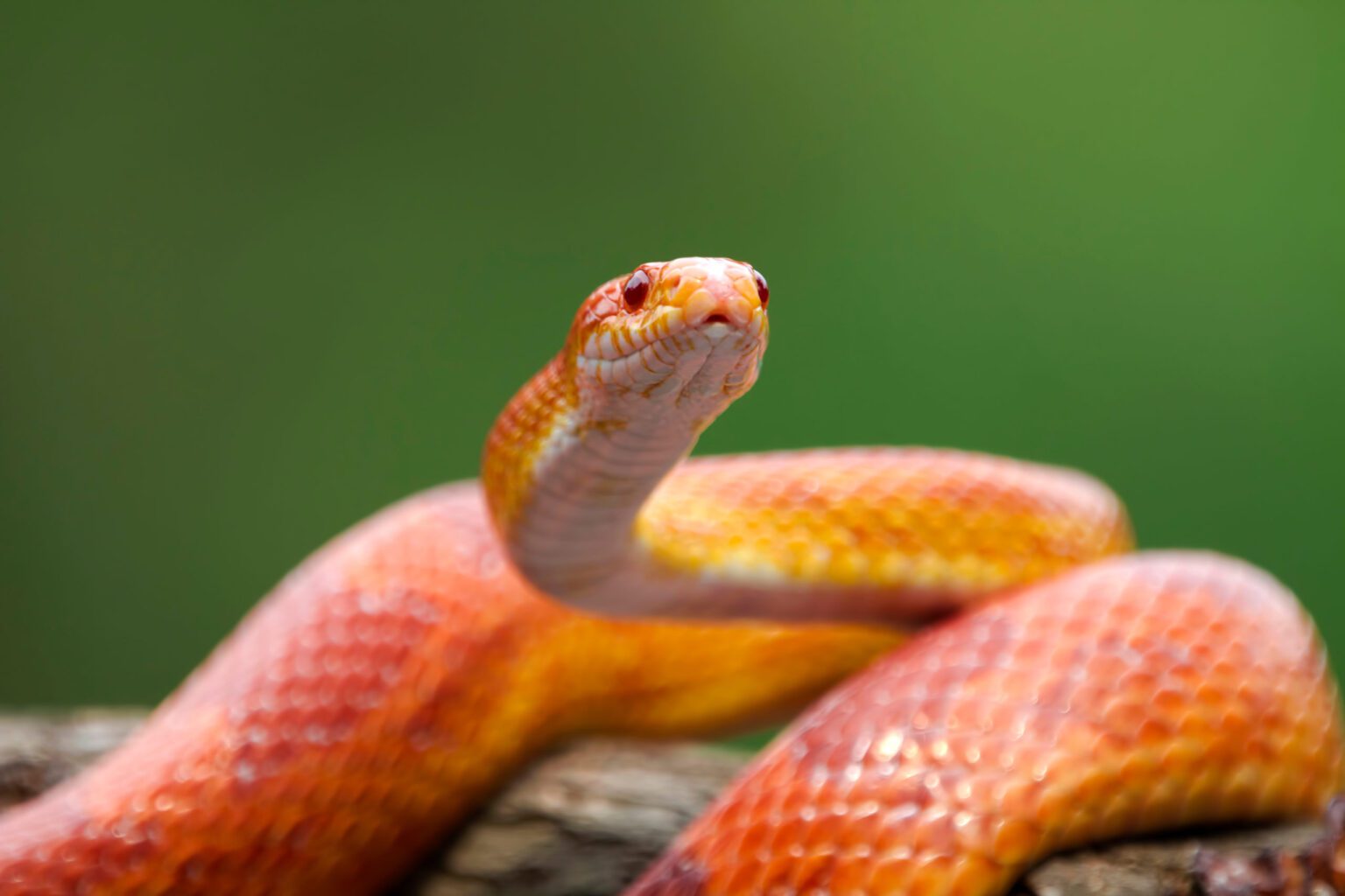 Curated visual reference: Gallery Detail: Corn Snake Care Guide