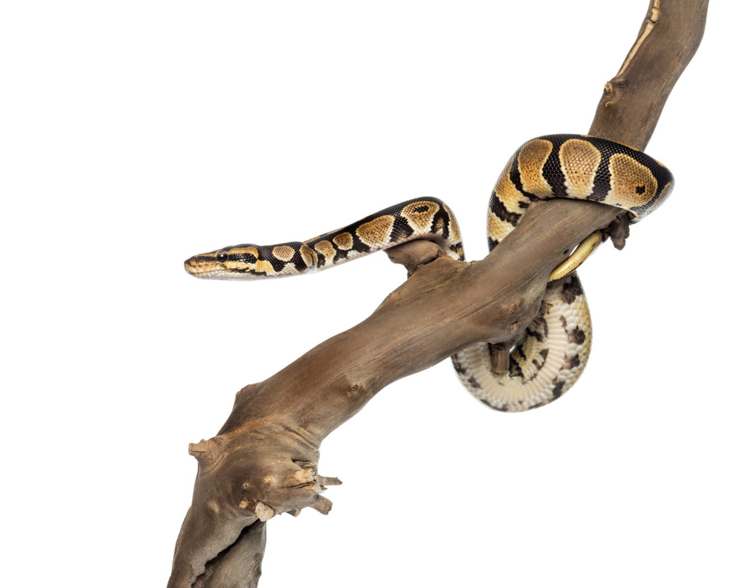 Royal Python Care Guide | Exotics Keeper Magazine