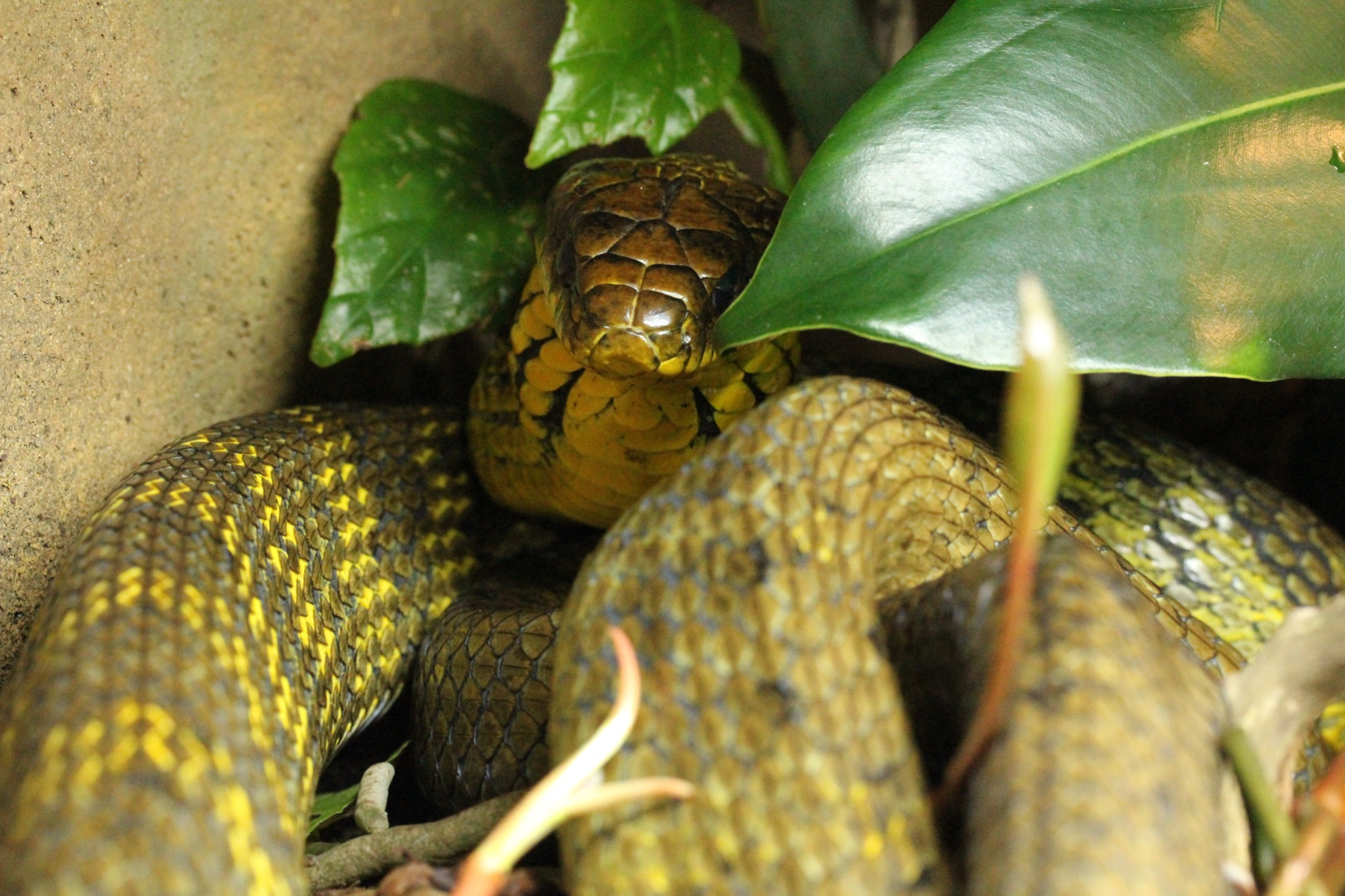 View of Captive Breeding Amazon Puffing Snakes | Exotics Keeper Magazine