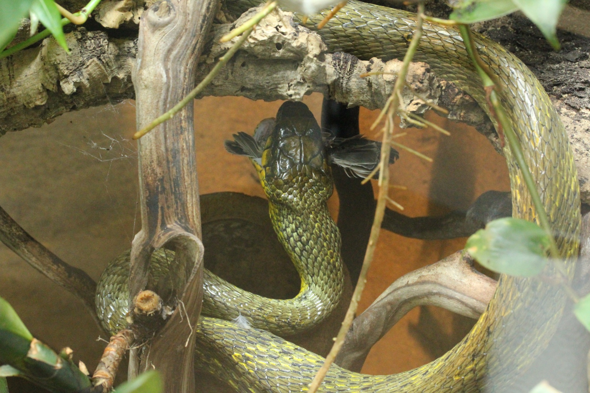 Captive Breeding Amazon Puffing Snakes Exotics Keeper Magazine Captive Breeding Amazon Puffing Snakes Exotics Keeper Magazine