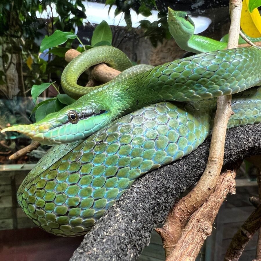 Image showcasing Captive Husbandry of Rhino Rat Snakes | Exotics Keeper Magazine