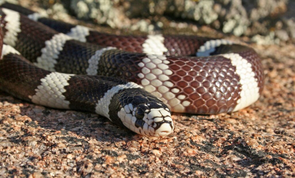 A Californian kingsnake (L. californiae)