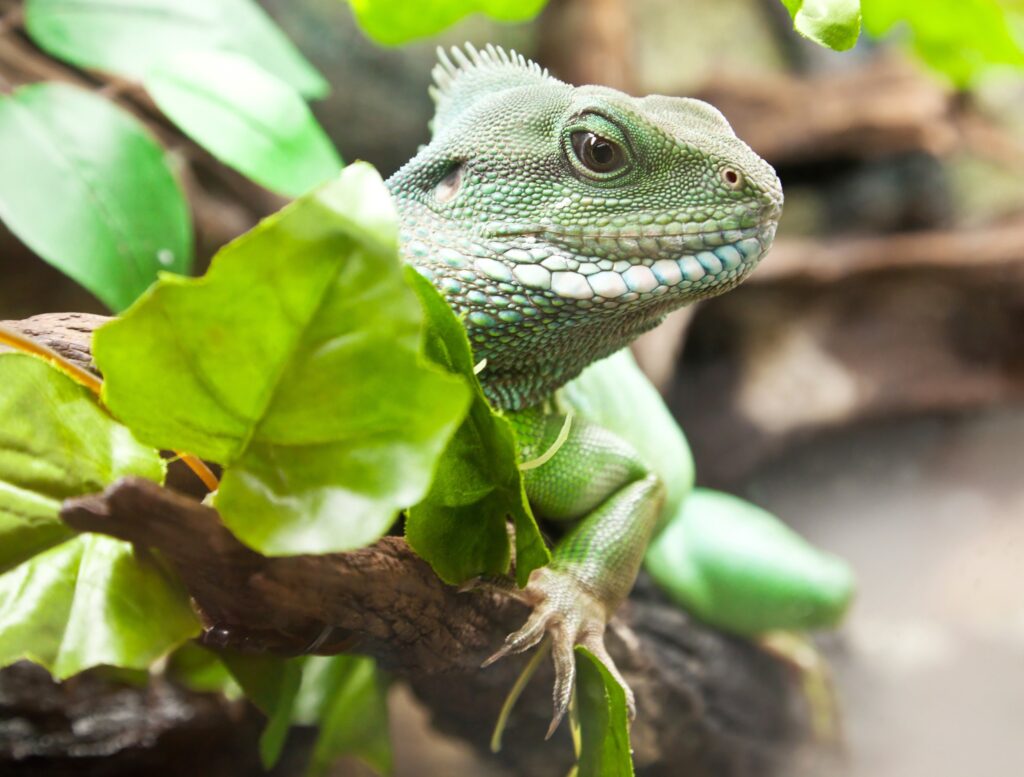 Chinese water dragon (Physignathus cocincinus)