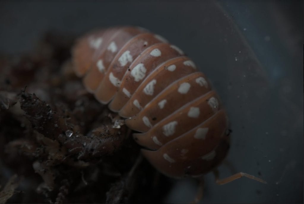 Choosing the Right Isopods for Your Bioactive Setup EK Magazine