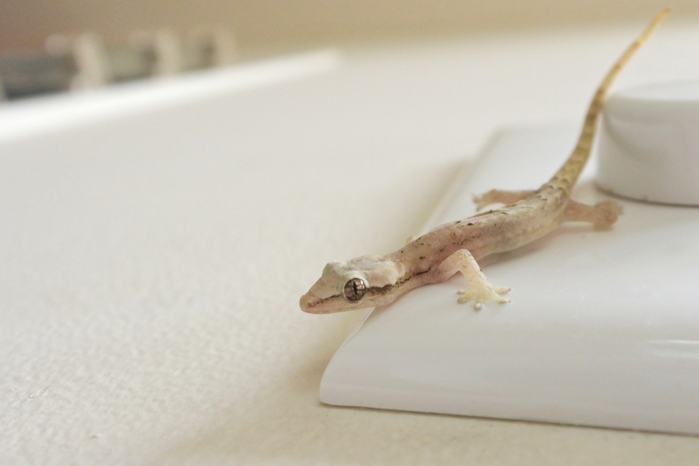 Mourning geckos (Lepidodactylus lugubris) can be found in urban environments