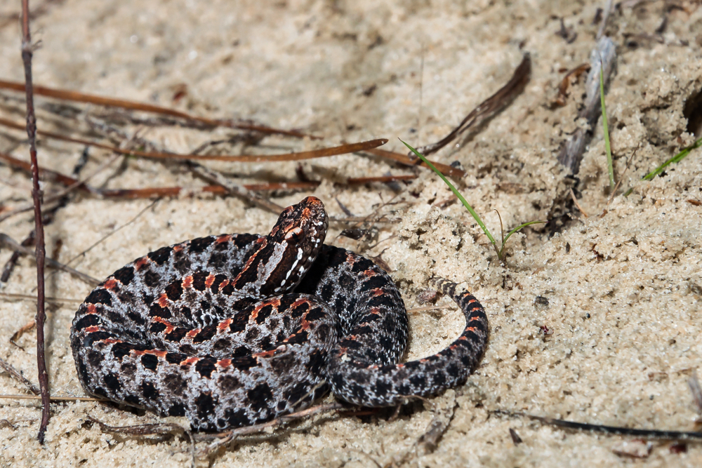 An adult Dusky pygmy rattlesnake (Sistrurus milliaris)