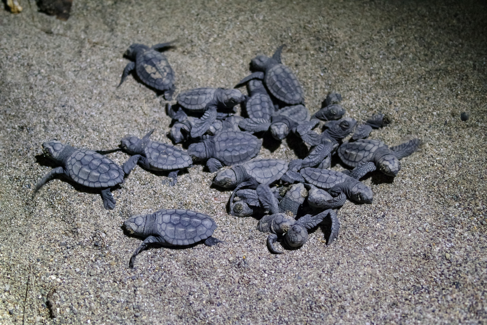 Hatchling loggerhead sea turtles (Caretta caretta)