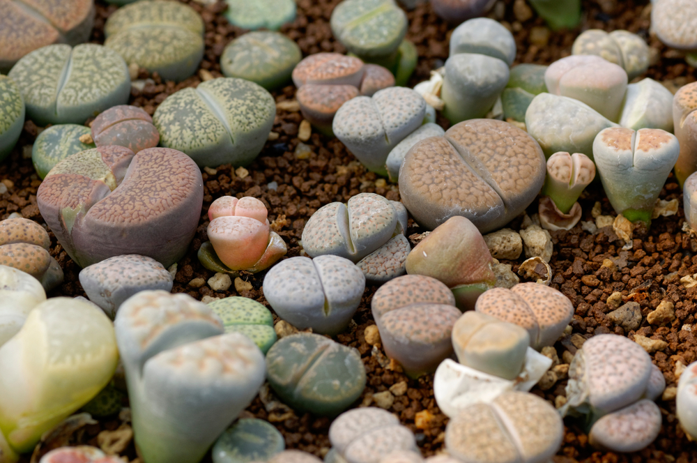 "Living stones" Lithops sp.