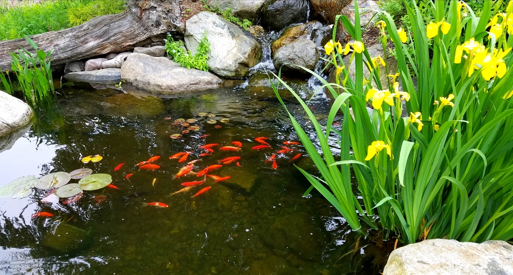 Koi carp feeding in spring