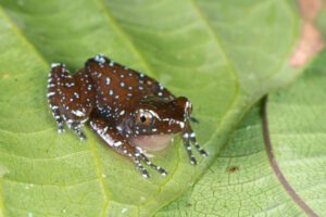 Cinnamon tree frog (nyctixalus pictus)