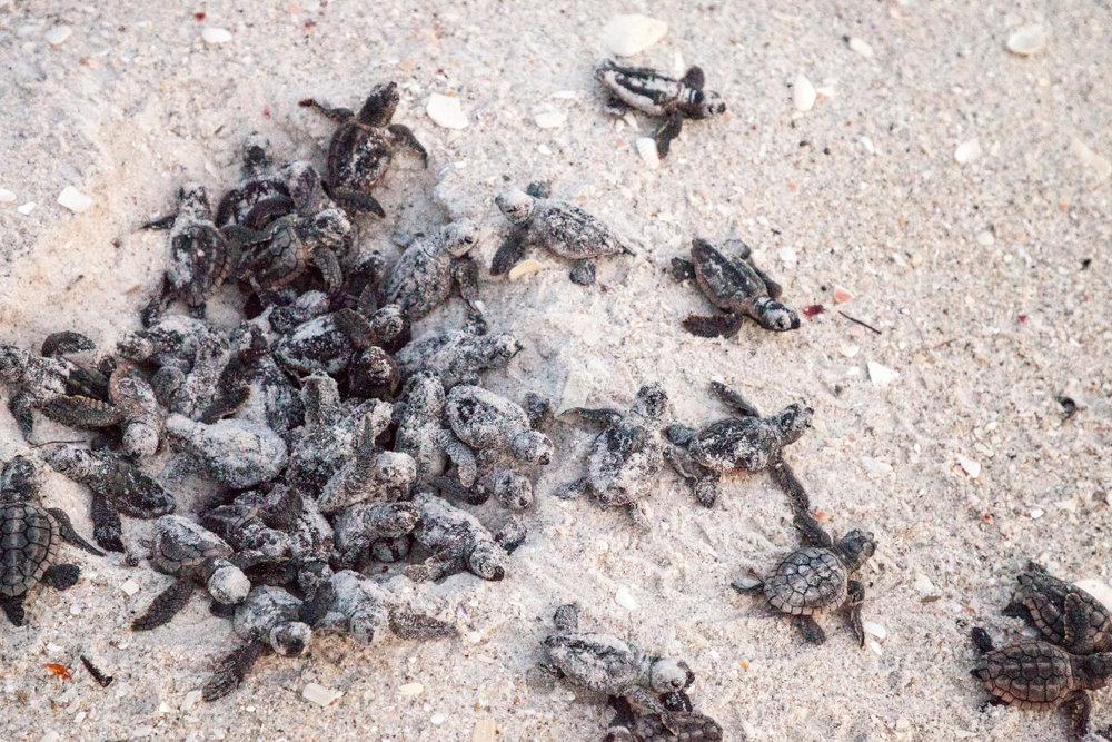 Loggerhead sea turtle (Caretta caretta) hatchlings