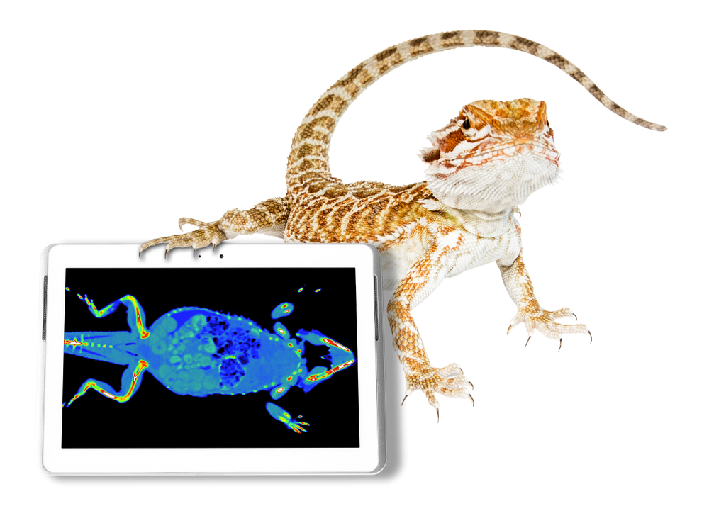 Reptile first aid kit is often overlooked