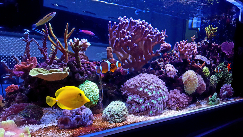 A marine aquarium setup