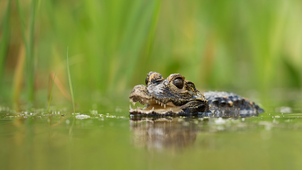 Dwarf crocodile