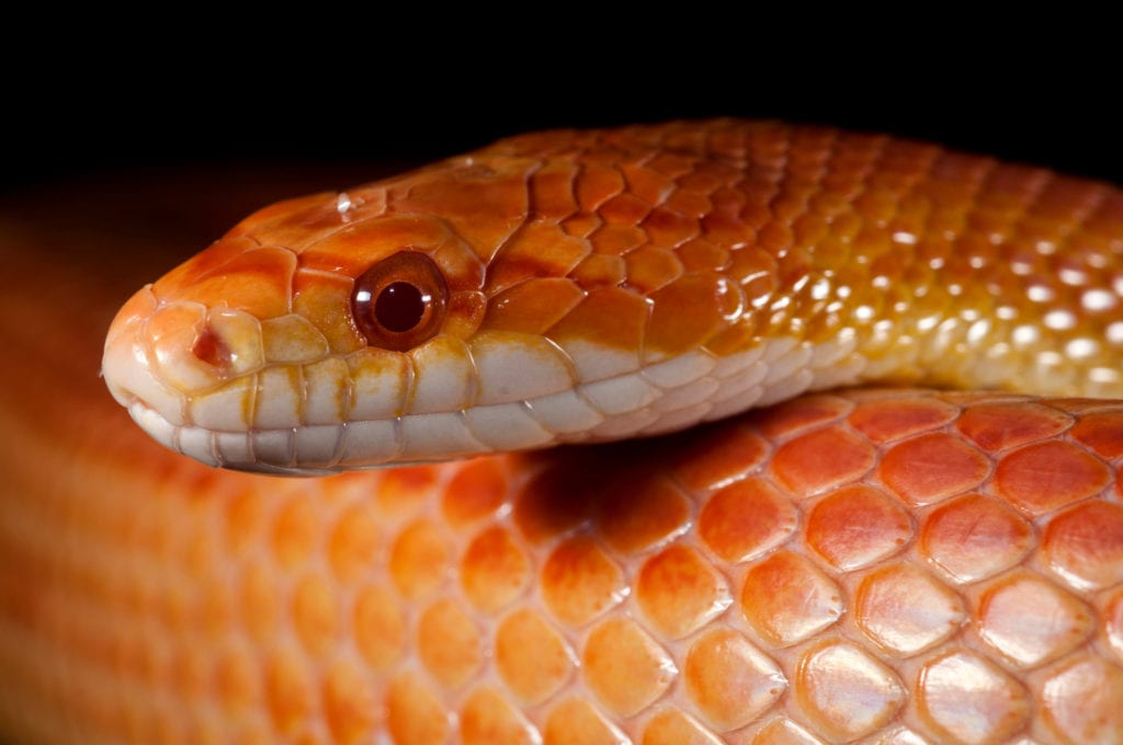 Corn snake guide EK Magazine