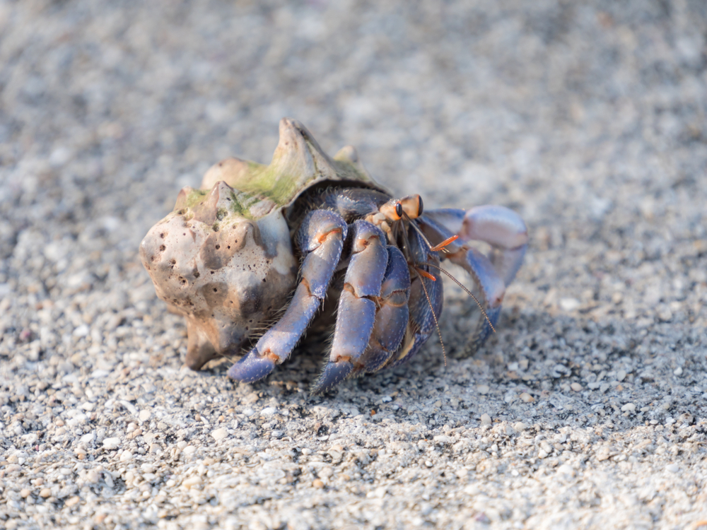 Blueberry hermit crab (Coenobita purpureus)