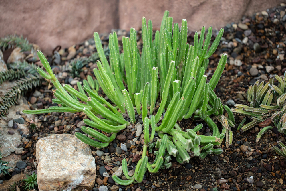 Stenecio stapeliiformis is a great alternative desert plant for terrariums and adds height.