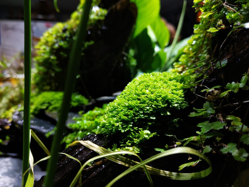 Embrace Nature With A Bioactive Paludarium EK Magazine