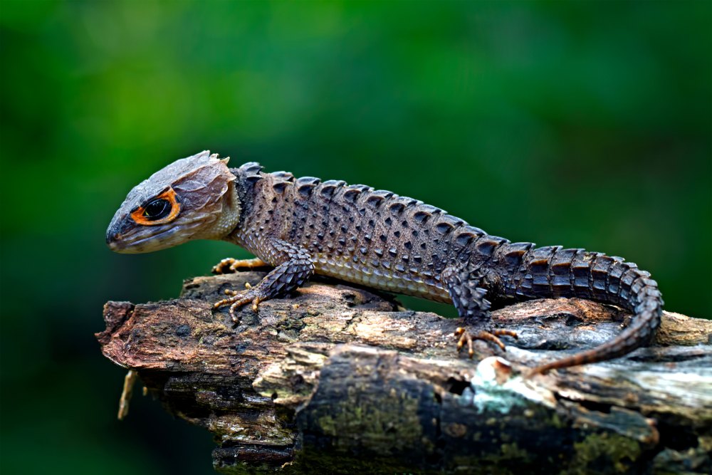 Red eyed crocodile skink