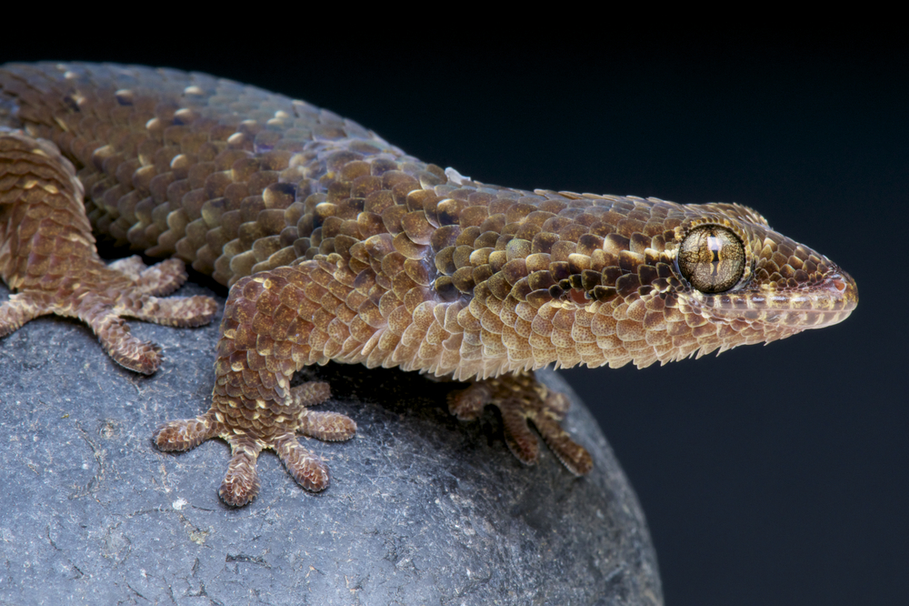 Fish Scale Gecko (Geckolepis sp.)