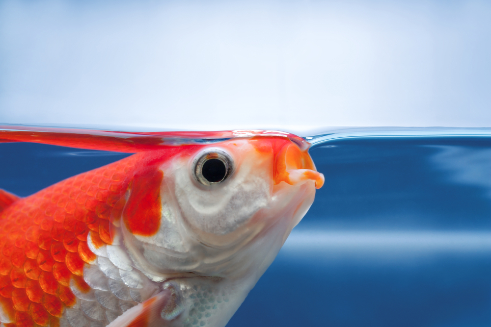 Gasping is a sign of poor fish health.
