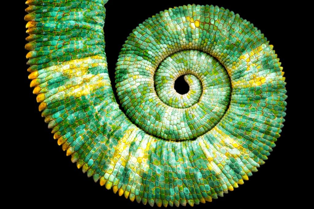 Petr Necas - Understanding Chameleons