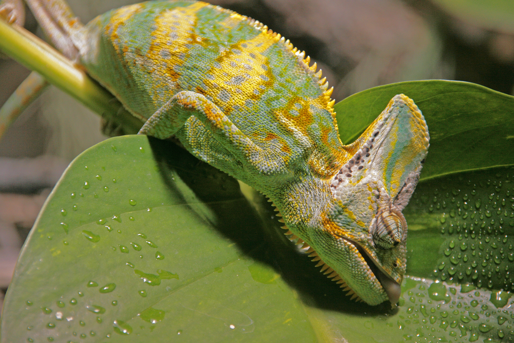 Yemen chameleon drinks from water droplets